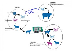 GDS de Bourgogne - Franche-Comté - FCO